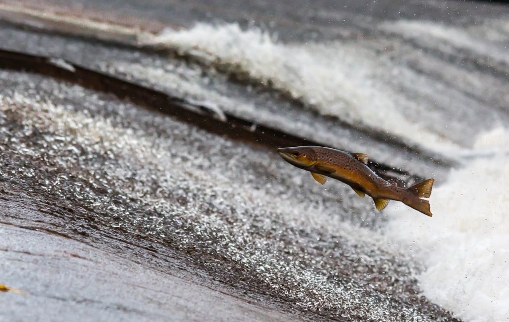 Salmon leaping from the water as it spawns upstream